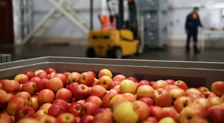 «Дорогостоящая вещь»  — Головченко рассказал, что нужно, чтобы белорусские яблоки не вяли