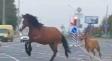 В Минске табун лошадей выбежал прямо на дорогу