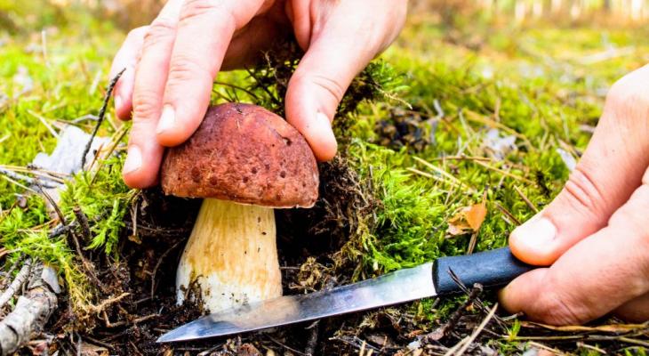 В Пуховичском районе оштрафовали мужчину, который пошел в лес за грибами и заблудился
