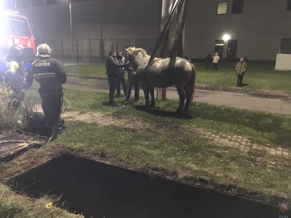 В МЧС Могилёва показали, как автолестницей поднимали лошадь