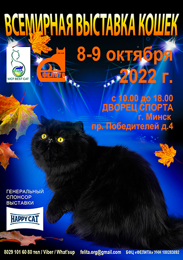 Ощутите себя голливудской звездой и погладьте котиков. Куда сходить в выходные 8-9 октября в Минске