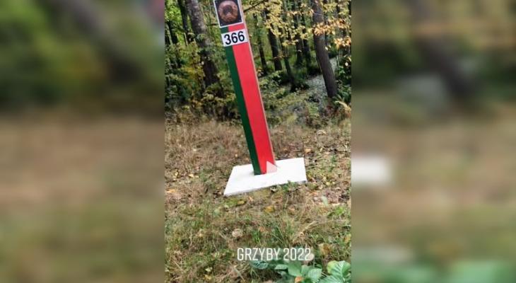 Поляки показали, как собирают грибы в Беларуси, не нарушая границу