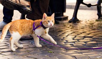 Нужно ли выгуливать домашнего кота на улице? Вот что рассказал бихевиорист