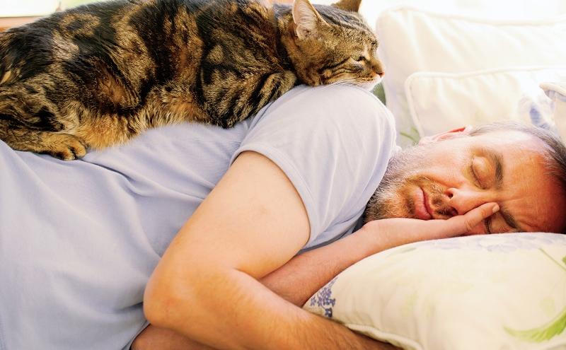 Если кошка не спит с вами, это не