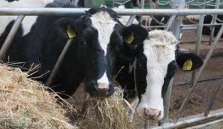 В Гродненской области умерло на 31,6% больше коров, чем в прошлом году — Прокуратура