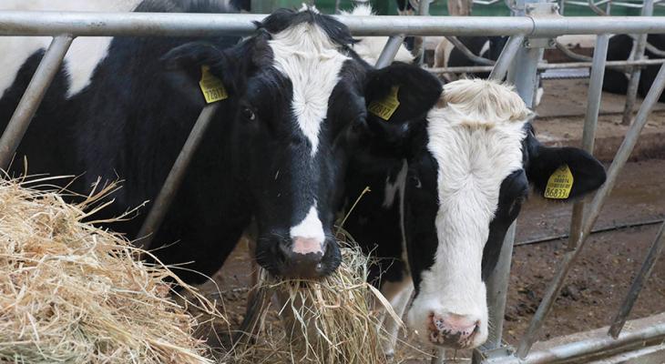 В Гродненской области умерло на 31,6% больше коров, чем в прошлом году — Прокуратура