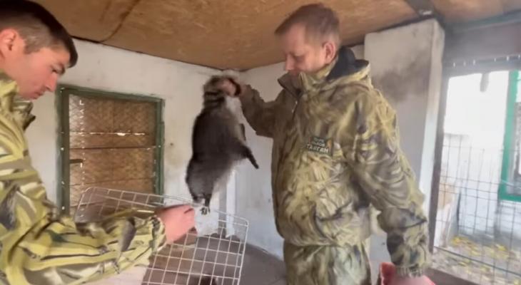 Россияне показали, как похитили енота и других зверей в Херсонском зоопарке
