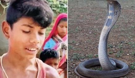 В Индии восьмилетний мальчик укусом убил кобру