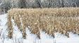В КГК рассказали, где в Беларуси не убрали кукурузу до первого снега