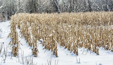 В КГК рассказали, где в Беларуси не убрали кукурузу до первого снега