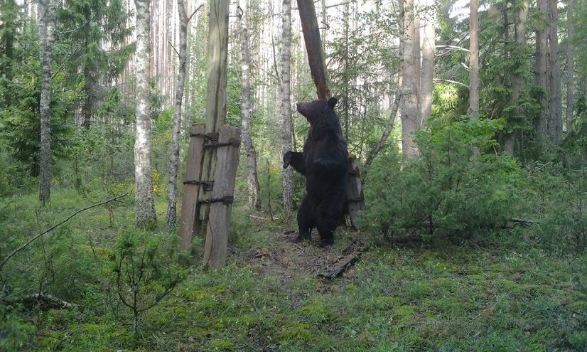 На нем видно, как довольно большой представитель косолапых,