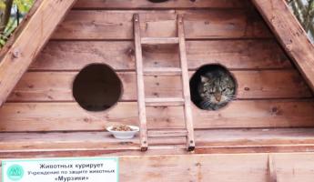 В Барановичах построили двухэтажные дома для бездомных котов. Вот как они выглядят