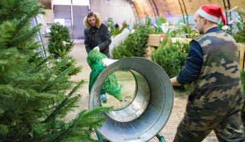 Живые ёлки в Беларуси начнут продавать с 17 декабря. Что с ценой?