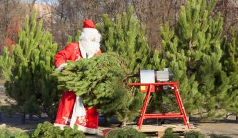В МАРТ Беларуси назвали цены на новогодние елки