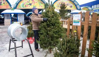 Минлесхоз пообещал продавать белорусам елки по ценам 2021 года
