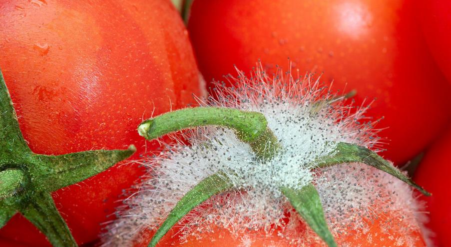Мягкие водосодержащие продукты, такие как помидоры, огурцы и