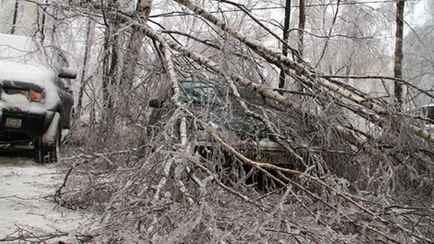В Минске на женщину упало дерево