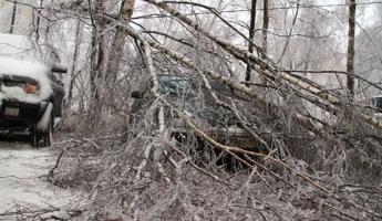 В Минске на женщину упало дерево