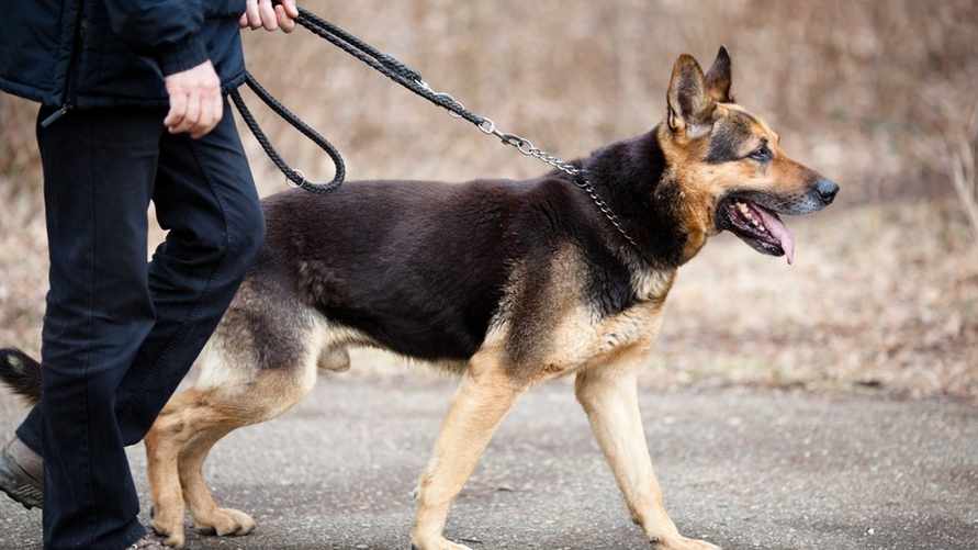 Кто из белорусов-владельцев собак обязан пройти многомесячные курсы