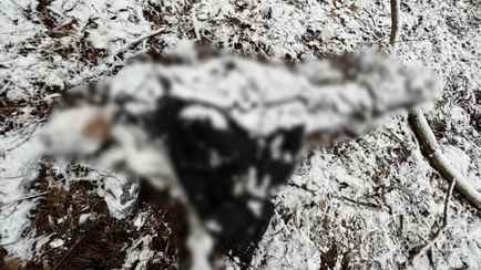 В Пружанском районе нашли 8-е тело мигранта за год