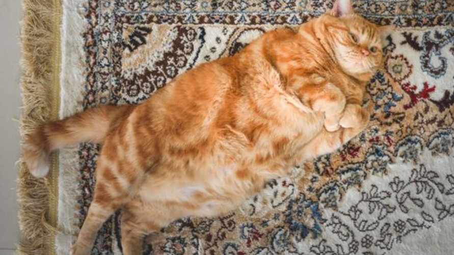 Жена и дочь перестали разговаривать с отцом из-за имени, которое он дал коту