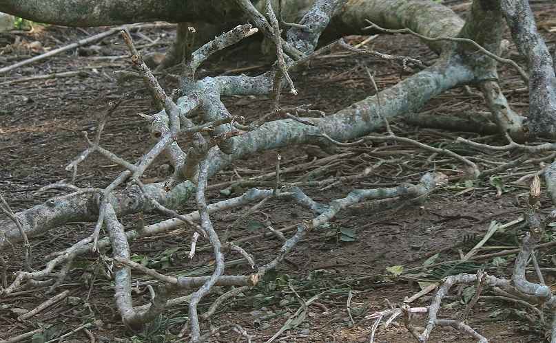 Фото иллюстрационное