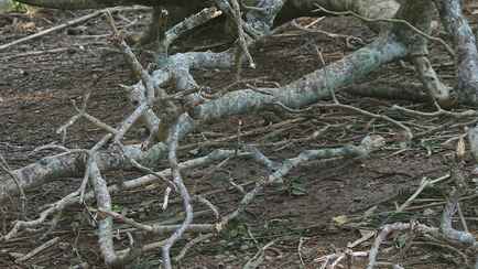 В Минске подросток попал в реанимацию из-за упавшей ветки
