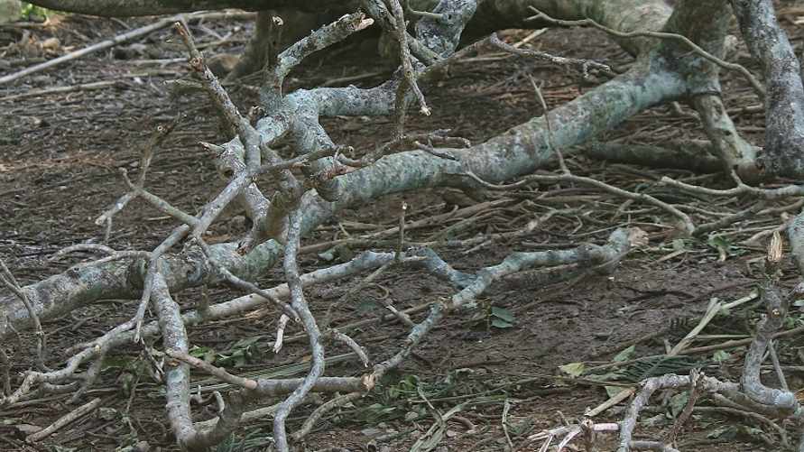 Фото иллюстрационное