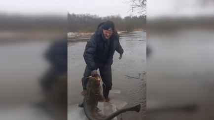 «Дурачок! Давай, плыви» — Белорус поймал в Свислочи и тут же отпустил огромного сома