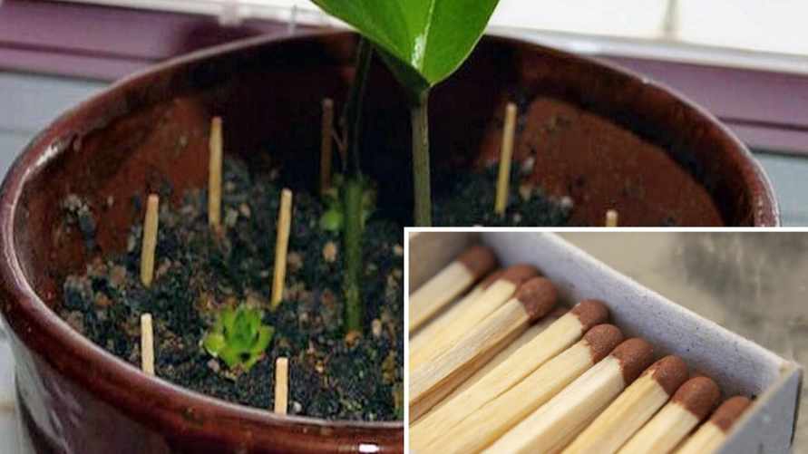 Зачем вставлять спички в горшки комнатных растений? Мало кто знает этот секрет
