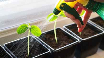 15 серьезных ошибок при выращивании рассады. Допускают даже опытные огородники