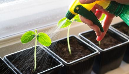 15 серьезных ошибок при выращивании рассады. Допускают даже опытные огородники