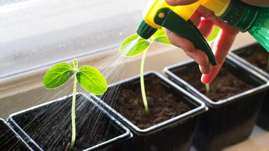 15 серьезных ошибок при выращивании рассады. Допускают даже опытные огородники