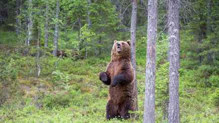 В Витебской области насчитали 1000 медведей