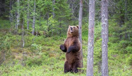 В Витебской области насчитали 1000 медведей