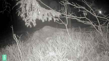 В ГПК Беларуси показали видео, как кто-то ходит через калитку в польской стене