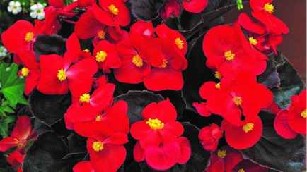 Какие цветы посадить на рассаду в феврале 2023? Вот какую красоту получите уже весной-летом