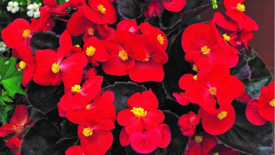 Какие цветы посадить на рассаду в феврале 2023? Вот какую красоту получите уже весной-летом