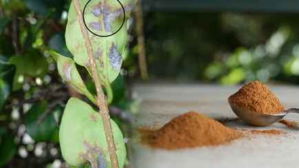 Как спасти растение от гниения и плесени? Понадобится пряность за 2 рубля