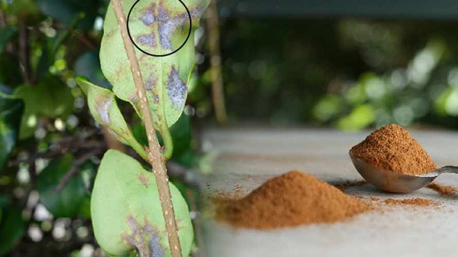 Как спасти растение от гниения и плесени? Понадобится пряность за 2 рубля