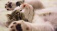 Что означают странные позы, в которых спят ваши коты? Эксперты все объяснили