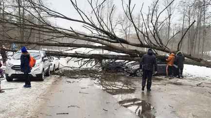 Под Минском дерево упало на четыре автомобиля