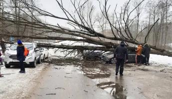 Под Минском дерево упало на четыре автомобиля