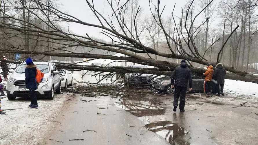 Под Минском дерево упало на четыре автомобиля