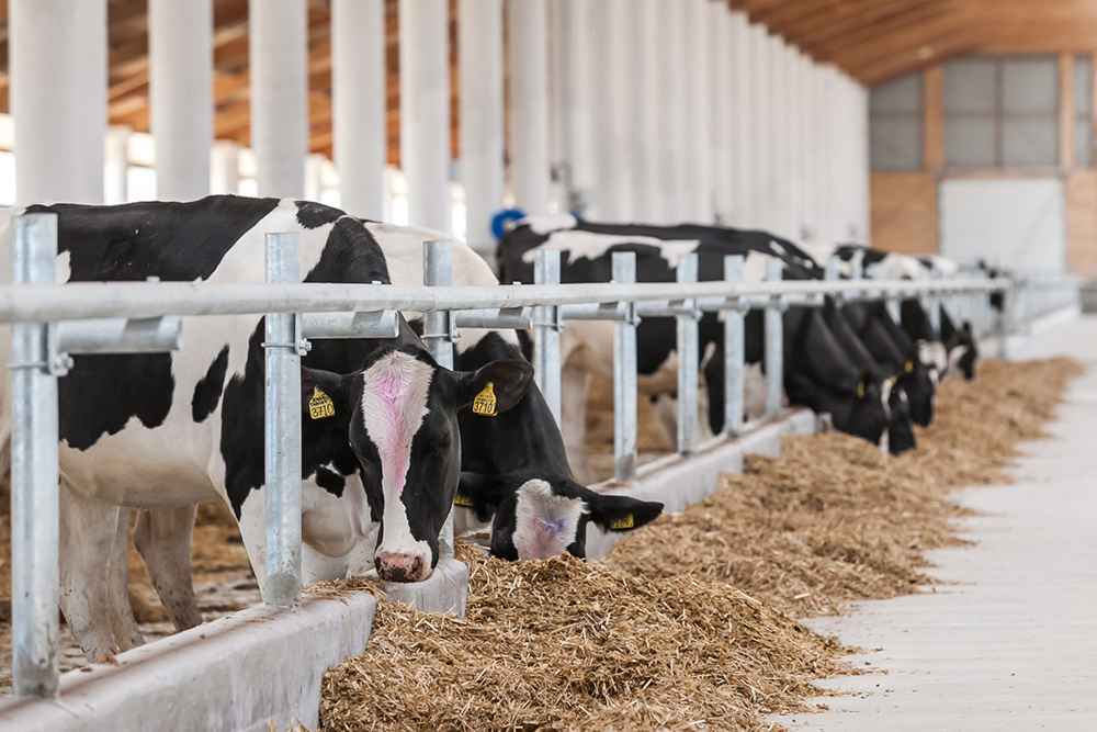 Минэнерго Беларуси отчиталось, сколько собрало зерна и надоило молока