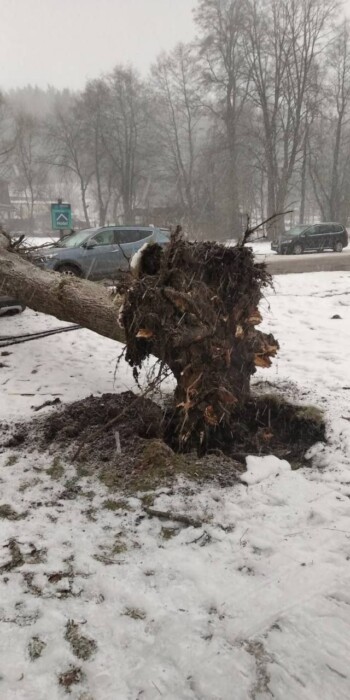 Под Минском дерево упало на четыре автомобиля