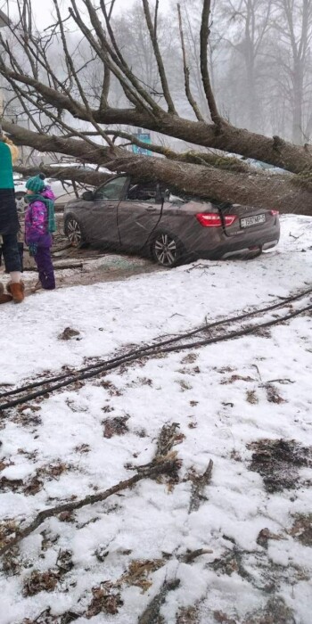 Под Минском дерево упало на четыре автомобиля