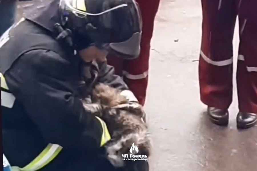 В Гомеле спасатели сделали коту непрямой массаж сердца