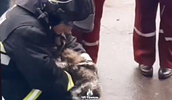 В Гомеле спасатели сделали коту непрямой массаж сердца