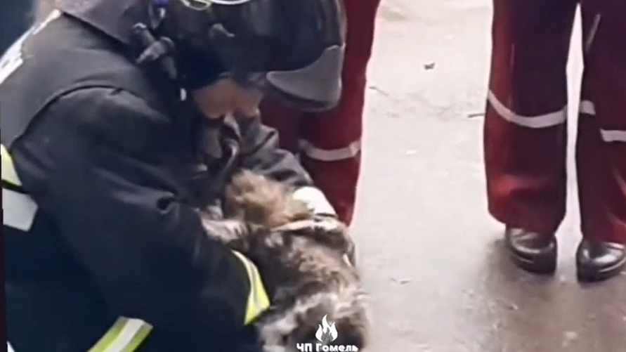 В Гомеле спасатели сделали коту непрямой массаж сердца